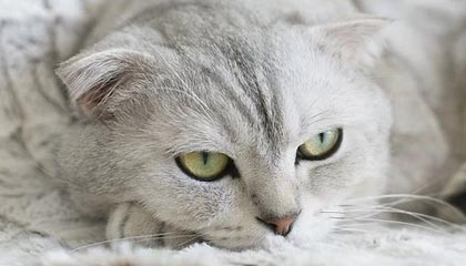 世界杯直播平台-仅用时71分钟！辛纳2-0蒂亚福晋级迈阿密站四强